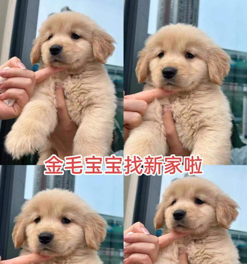 金毛幼犬可以吃什么水果？15种水果喂养指南及注意事项