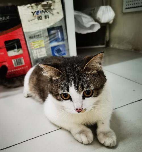 猫的预知能力揭秘：15种神秘预兆现象深度解析