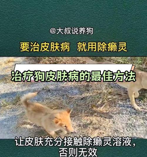 狗狗皮肤病饮食调理指南：科学喂养促进皮肤健康恢复