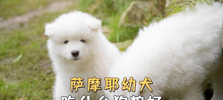 萨摩耶狗粮选择指南：营养搭配与喂养要点全解析