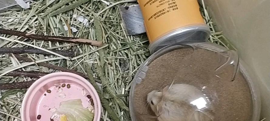 布丁仓鼠背上线条的秘密：迷彩保护与遗传特征解析