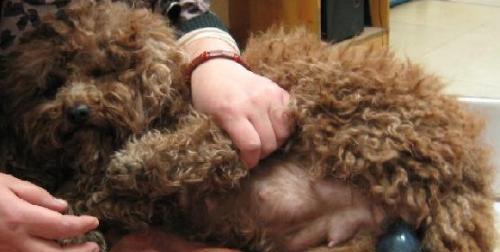 狗狗产仔必备15个注意事项，保障母犬幼犬健康安全