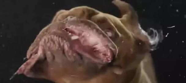 狗为什么总是甩头？揭秘狗狗甩头行为的多重原因与意义