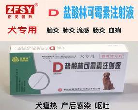 狗狗吃多了呕吐怎么办？有效药物治疗方法全解析