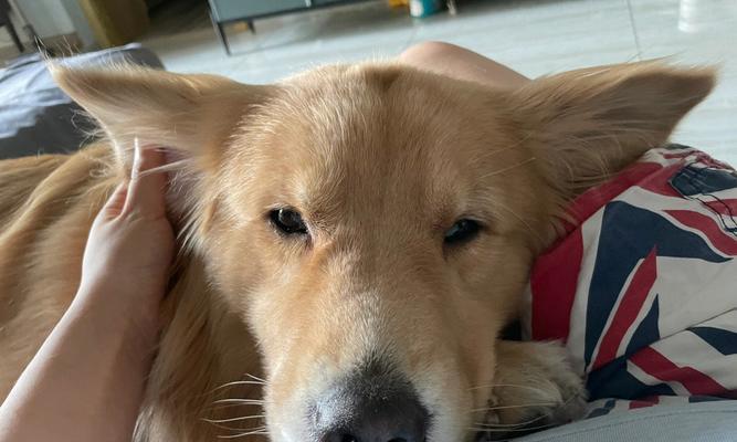 小狗耳朵的15大特点解析：听力情绪表达与健康护理全指南