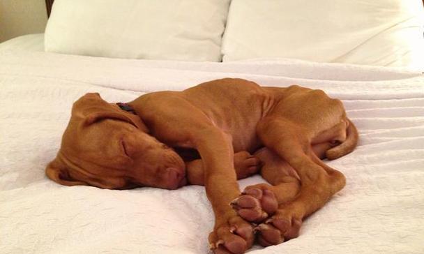 狗狗在床上撒尿的原因分析及有效解决方法