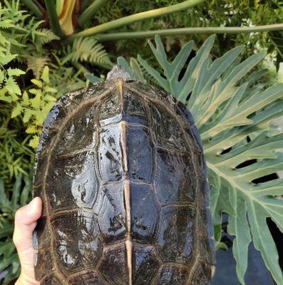 亚洲巨龟野外食谱揭秘：杂食性动物的多样化饮食策略