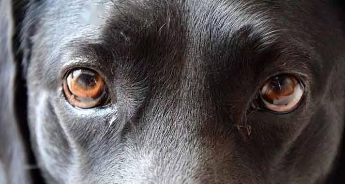 狗狗早上起床眼睛有眼屎的原因及护理方法