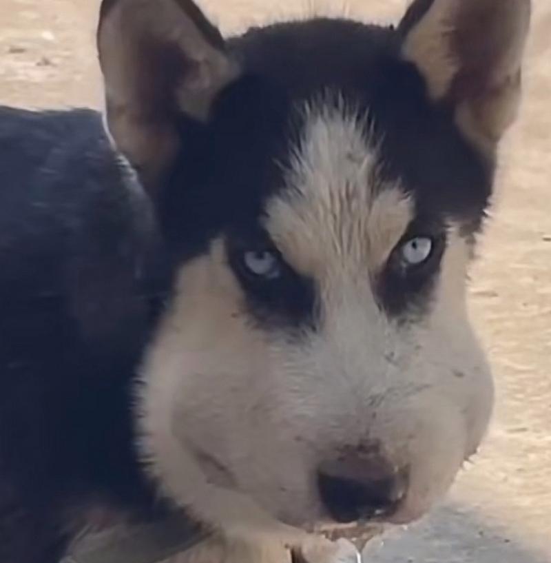 哈士奇适合吃哪些水果？15种安全营养水果推荐指南