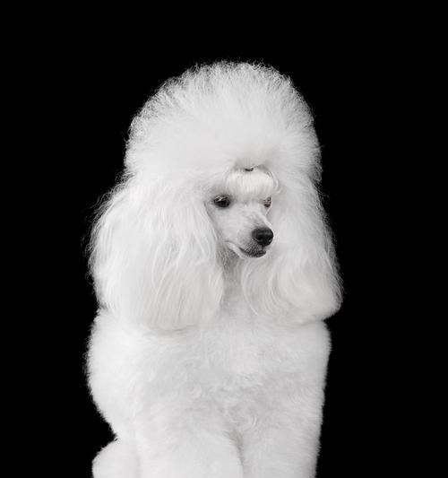 泰迪犬最佳搭配犬种推荐，打造温馨宠物组合