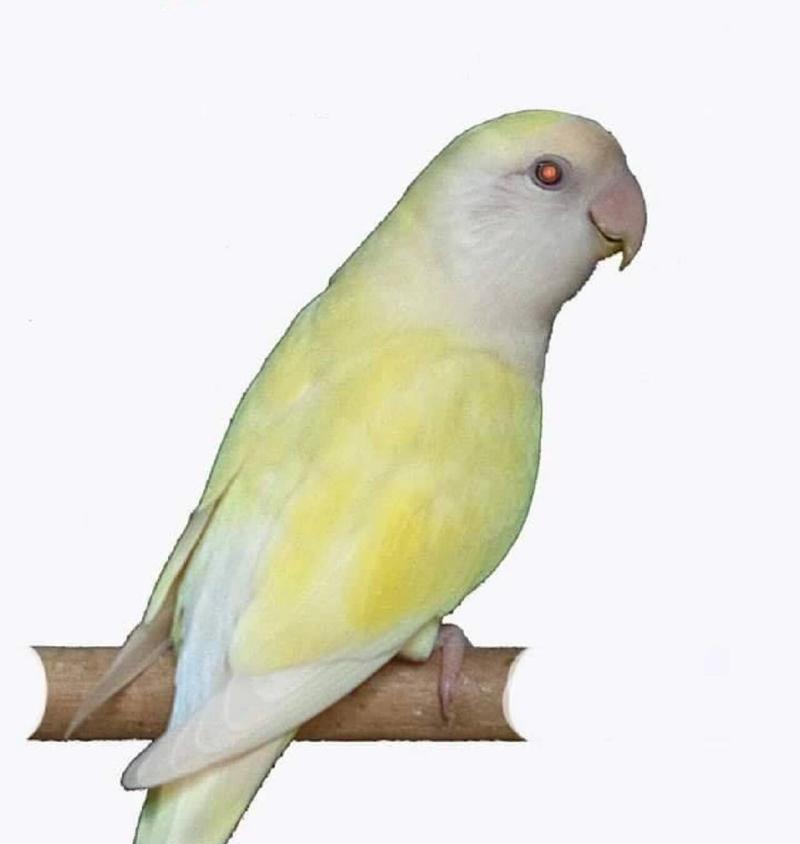 红牡丹鹦鹉取名指南：打造专属个性化名字的完整攻略