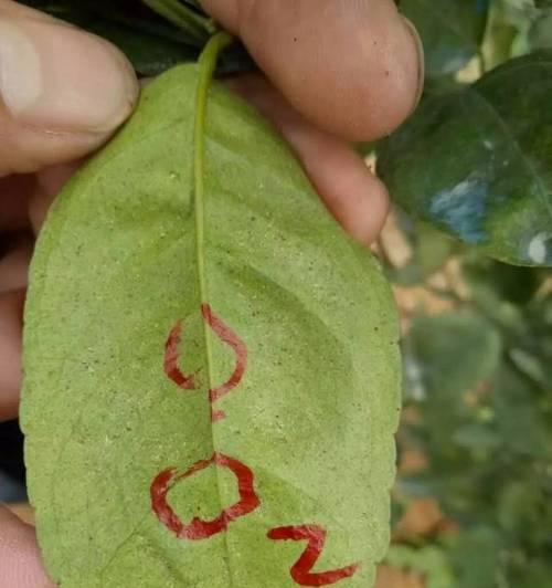 蜘蛛蜕皮后死亡原因分析：生长过程中的致命风险揭秘