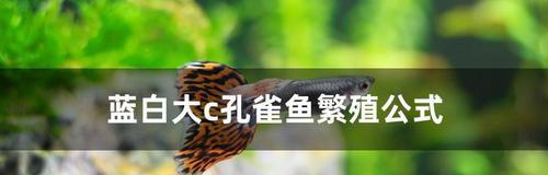 斗鱼繁殖全攻略：从环境准备到幼鱼照料的完整指南