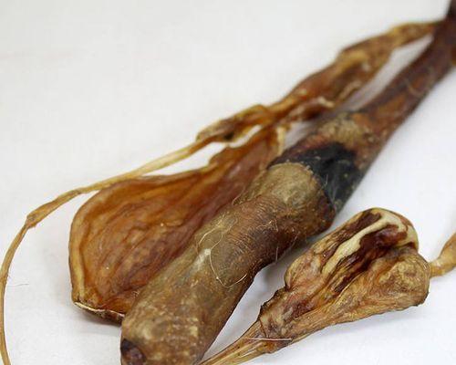 狗肾健康保护指南：饮食调理与综合护理方法