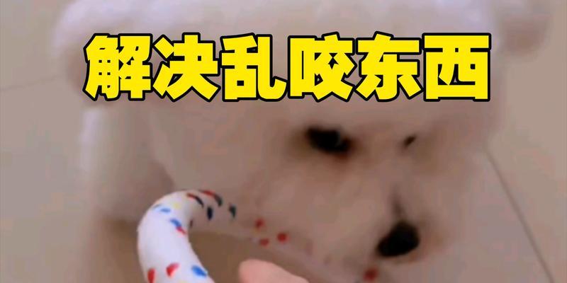 狗狗为什么爱咬东西？15个原因及有效解决方法