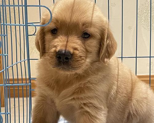 金毛犬2个月成长全记录：从幼犬到家庭伙伴的蜕变之路