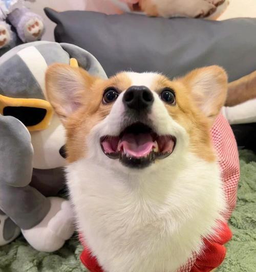 容易养活且经济实惠的宠物犬种推荐