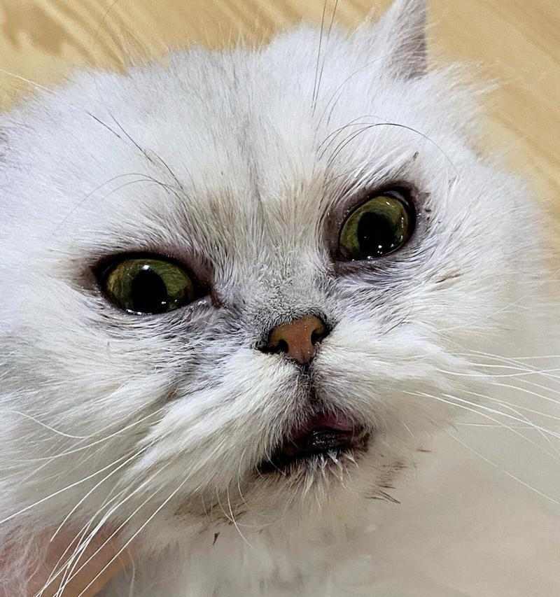 猫眼皮白色物质成因解析及有效处理方法指南