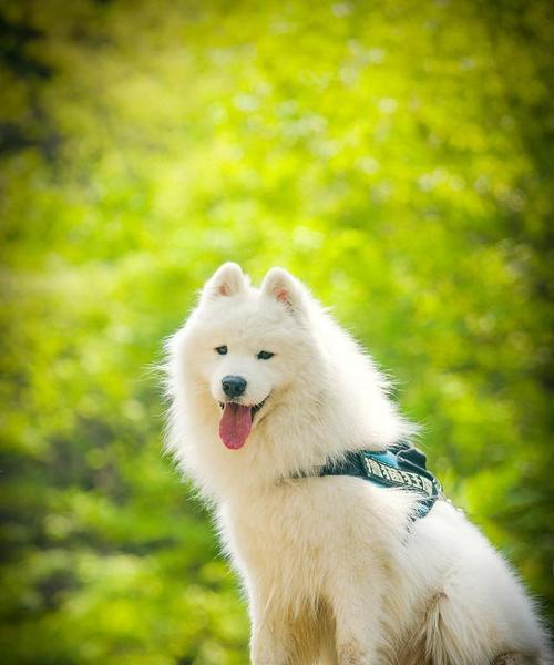 萨摩耶饮食指南：科学喂养方法与营养搭配技巧