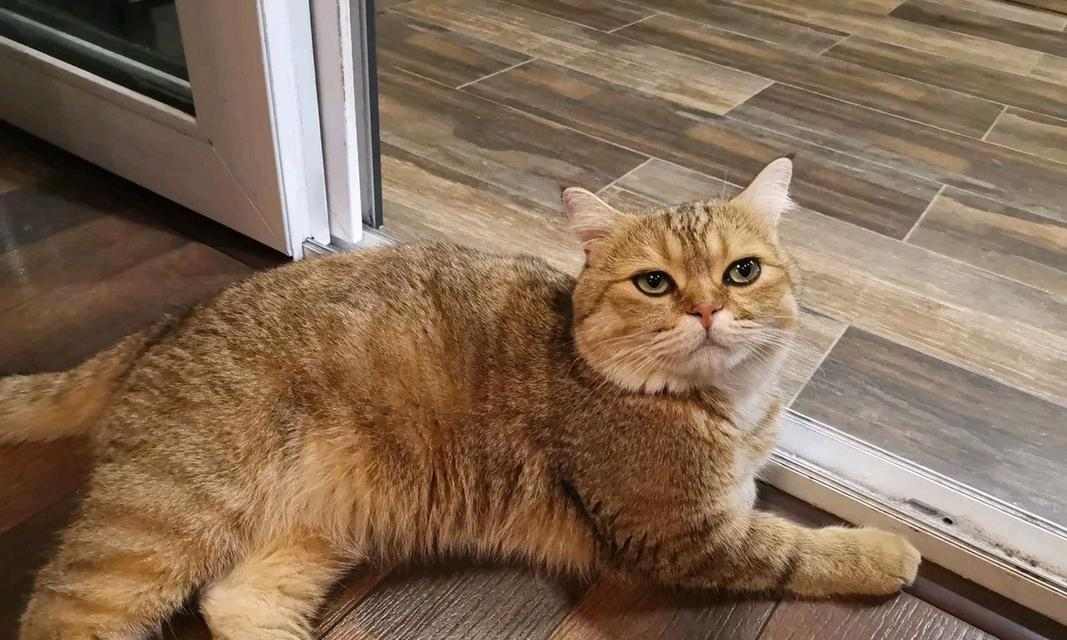 猫咪长时间不动的原因分析及解决方案