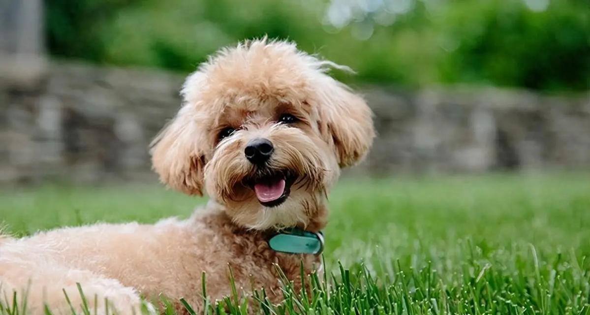 母狗孕期营养指南：科学饮食保障母婴健康