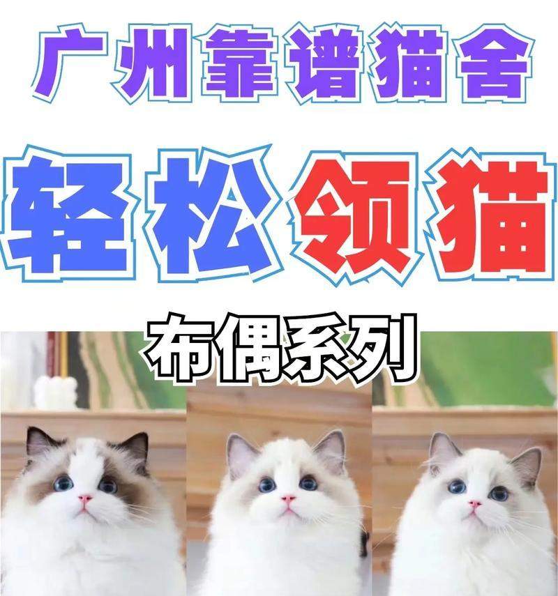 15种猫咪品种详细介绍：了解不同猫咪的外貌与性格特点