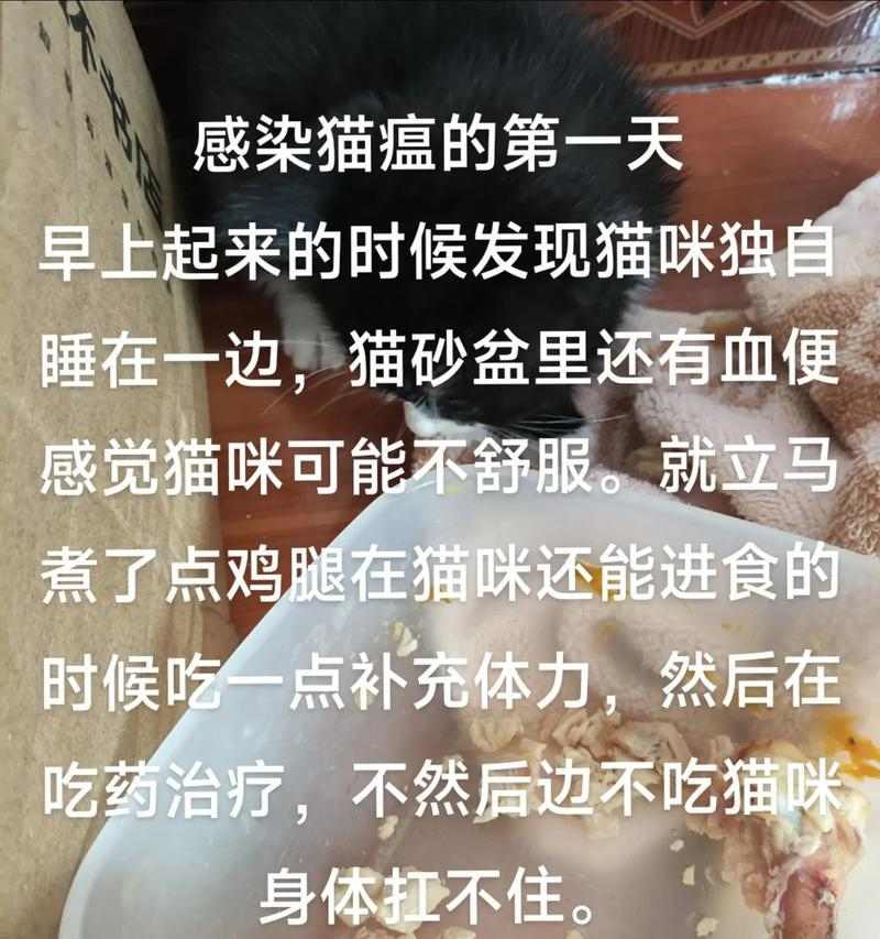 猫咪拉肚子怎么办？有效缓解方法与护理指南