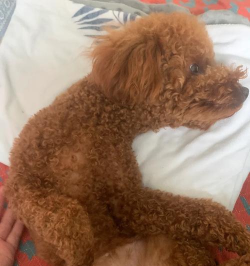 狗狗吃鸡蛋过敏症状全解析：13种反应及防治方法