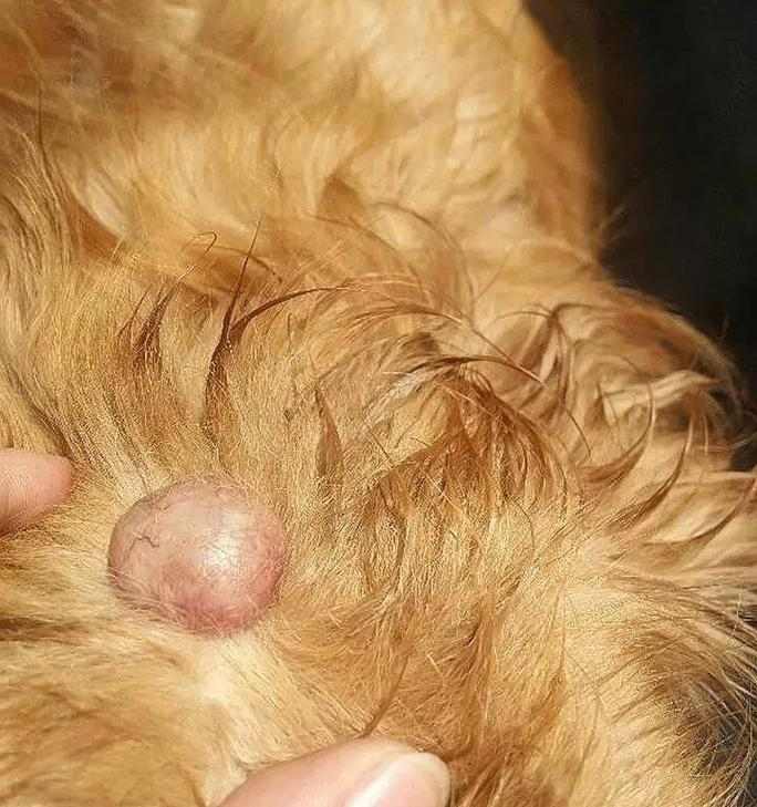 狗得淋巴癌有哪些症状？犬类淋巴瘤早期征象识别指南