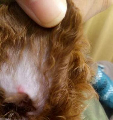 狗耳朵后面红点点原因及处理方法，宠物主人必看指南