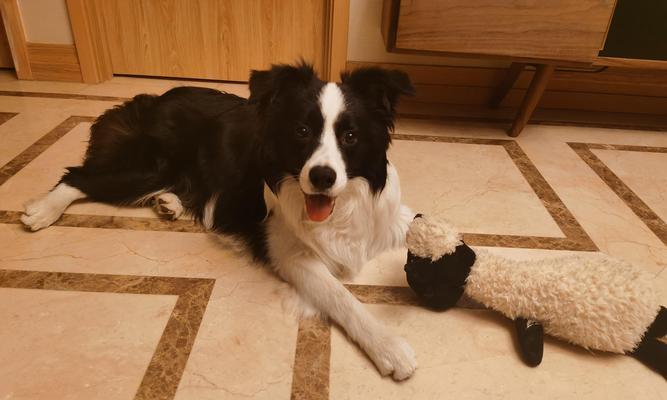 不喂狗粮养狗的15大要点：自制食物如何更健康