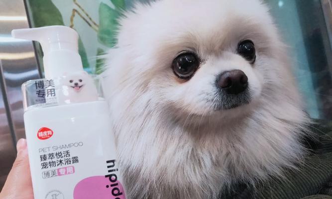 小博美洗澡完全指南：频率时间选择与护理技巧全解