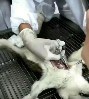 狗声带割除手术注意事项全攻略