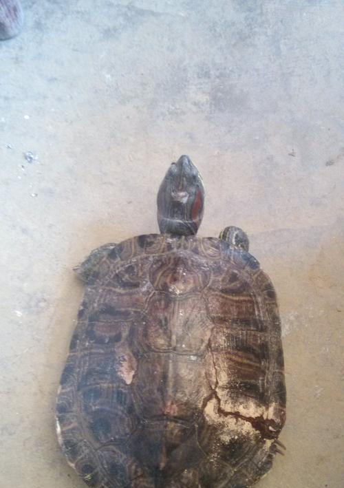 乌龟摔楼受伤后如何科学喂养促进康复