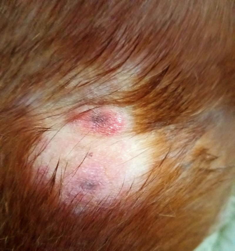 幼狗皮肤病15大症状识别与防治指南