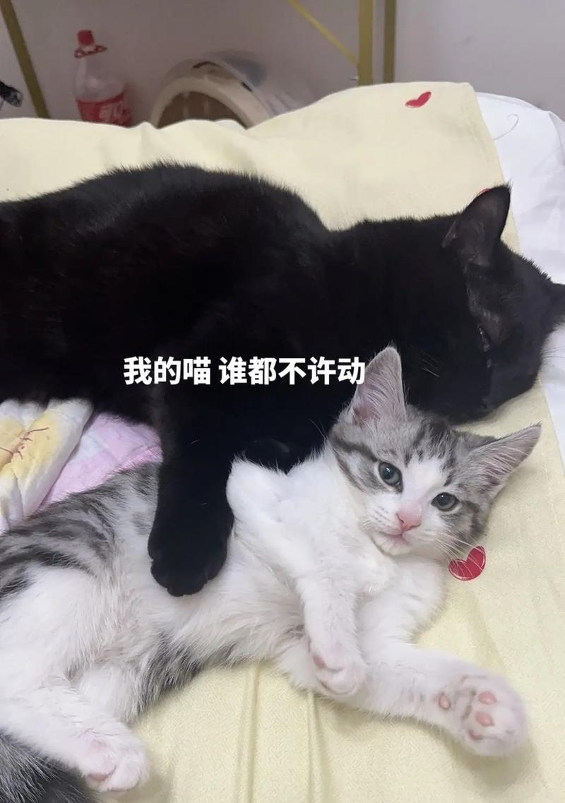 猫咪带来的15大益处：减压陪伴健康提升生活品质