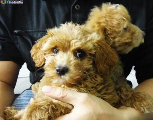 泰迪犬价格受哪些因素影响及市场趋势分析