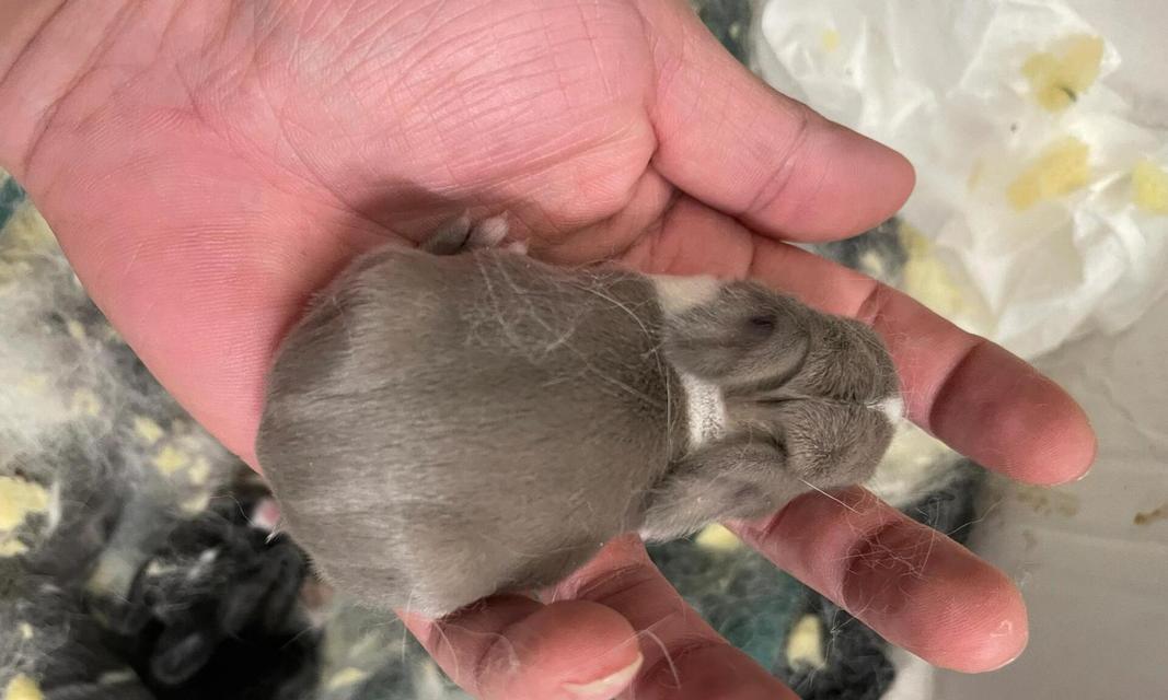 兔子怀孕期间饮食管理全攻略，科学喂养确保母兔胎儿健康发育