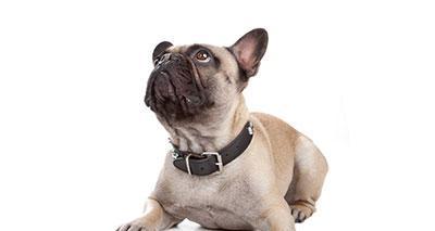 法国斗牛犬体型演变历程：从娇小身材到庞大长身的关键变化