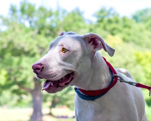 寻血猎犬追踪能力揭秘：卓越嗅觉天赋与训练应用全解析