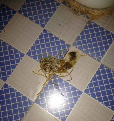 狗狗粪便发现细长虫子？常见肠道寄生虫类型及防治方法