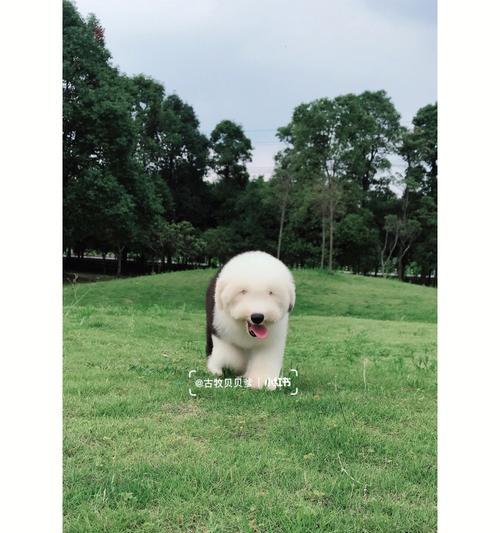 边境牧羊犬混血培育指南：十大热门配种组合优缺点分析