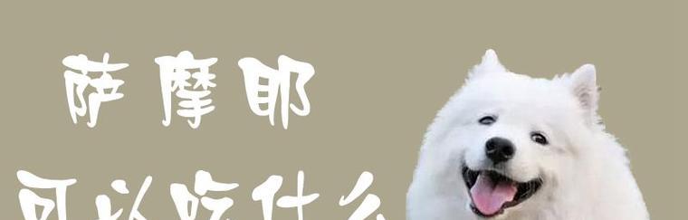 萨摩耶中暑急救指南：正确药物使用与预防措施