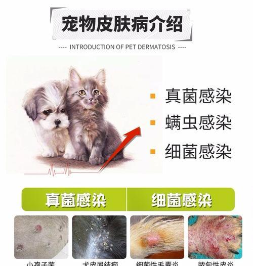 狗耳朵瘙痒用什么药好？15种有效药品及治疗方法详解