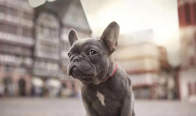 法国斗牛犬取名指南：15种主题风格独特好听的名字推荐