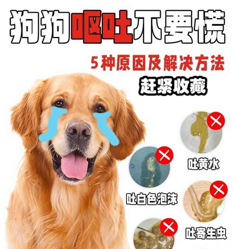 狗狗夏天呕吐的15大原因及预防方法详解