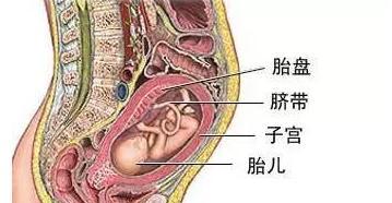 狗胎盘的结构功能与生命意义解析