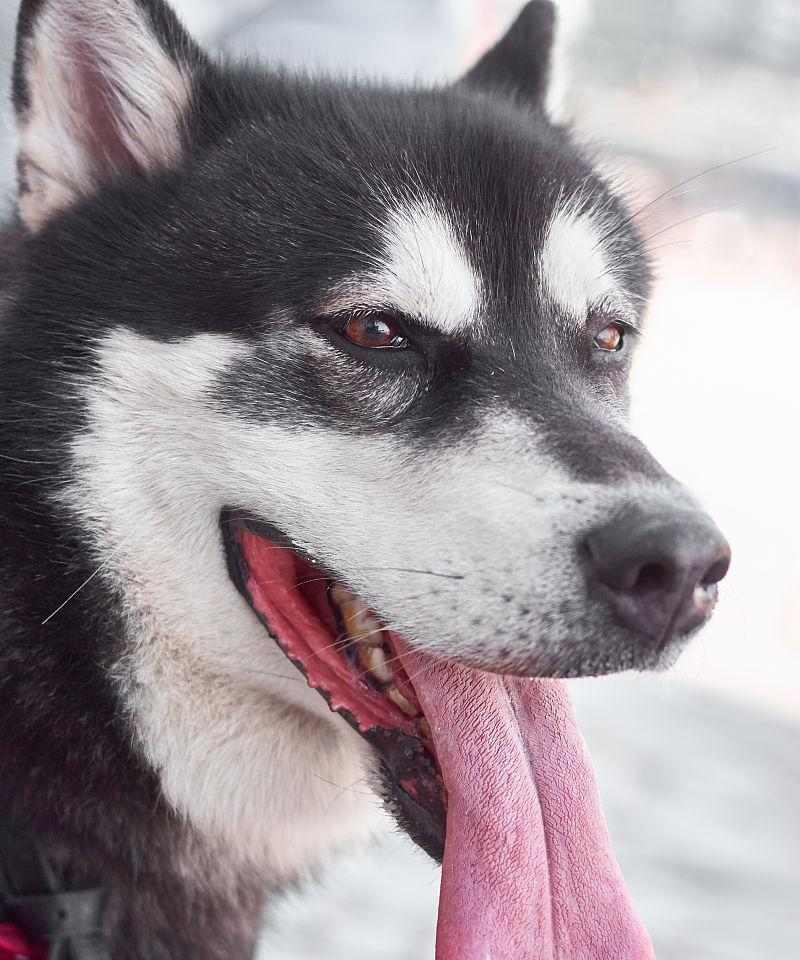 狗为什么伸舌头？揭秘狗狗吐舌头的15个主要原因