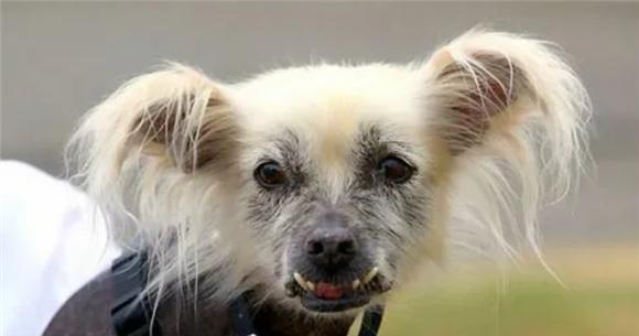 沙皮狗饮食指南：科学喂养要点与营养搭配方法