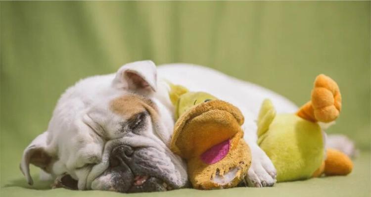 狗狗做梦的秘密：梦境内容、身体反应与安抚方法全解析